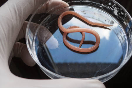 parasite digestif chez le cheval